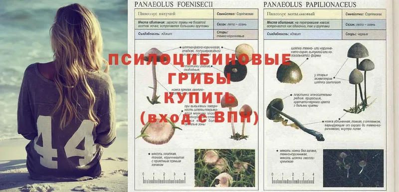 сколько стоит  Бузулук  Галлюциногенные грибы Psilocybe 